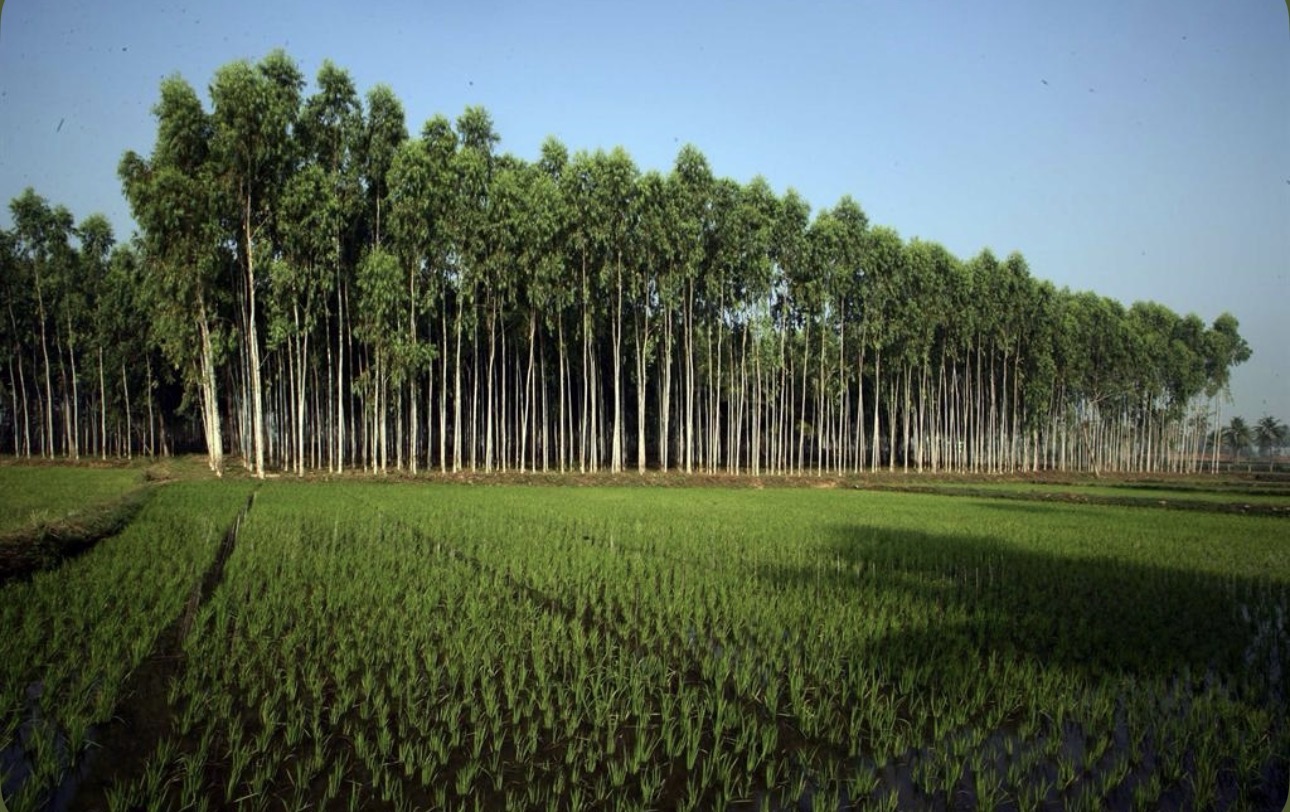 Plantación de árboles nativos junto a un campo de cultivo